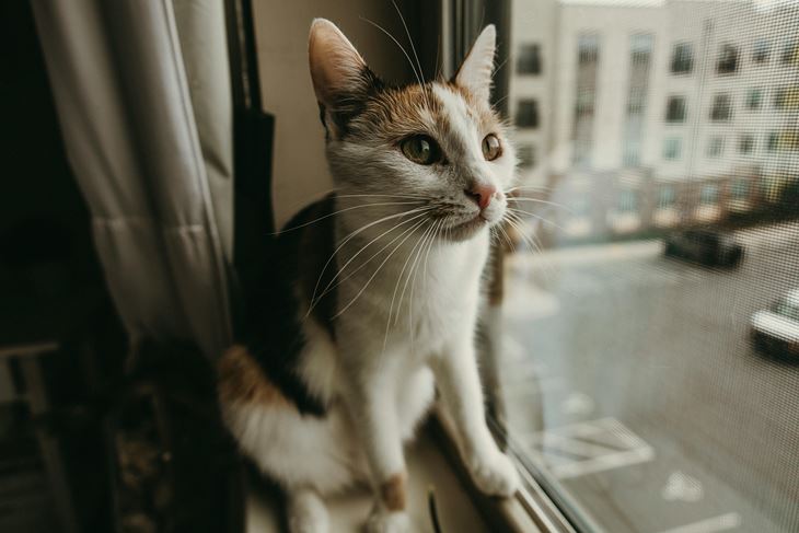 Ilustracija (Pexels)