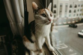 Ilustracija (Pexels)