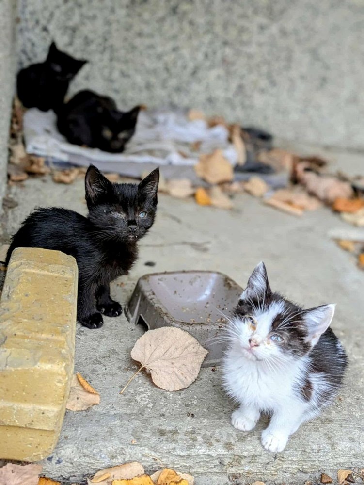 (Prijatelji životinja)