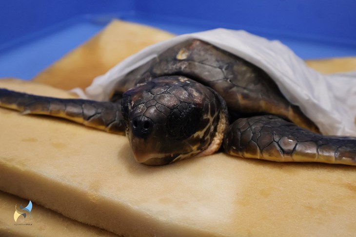 (Foto: Aquarium Pula)