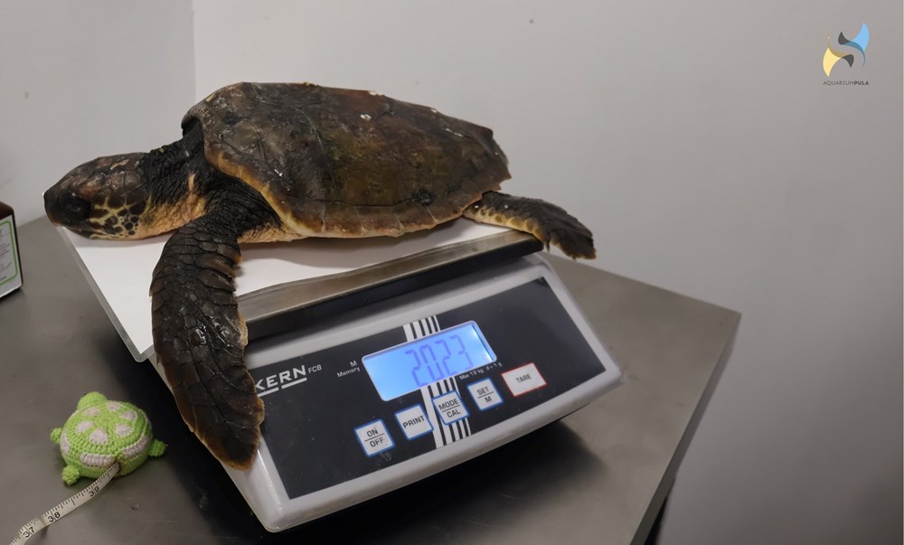 (Foto: Aquarium Pula)