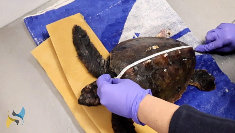 (Foto: Aquarium Pula)