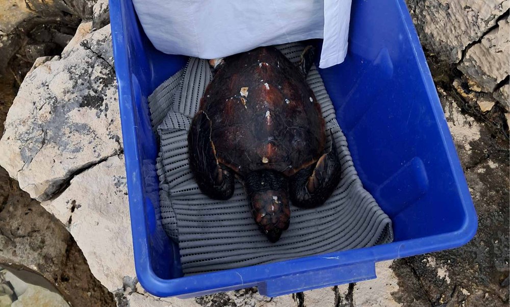 (Foto: Aquarium Pula)