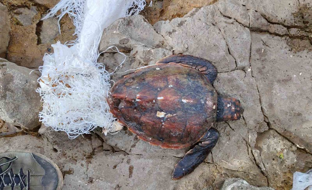 (Foto: Aquarium Pula)