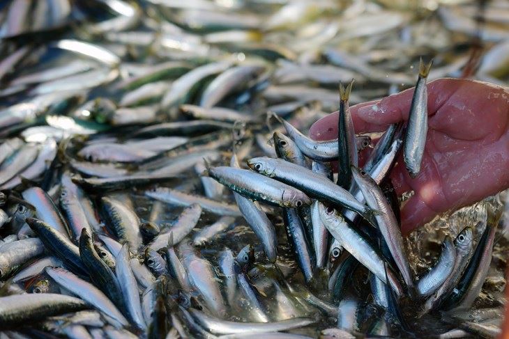 (Snimio Hrvoje Jelavić / Pixsell)