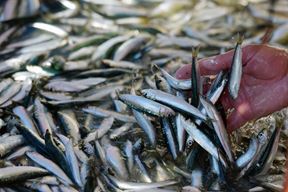 (Snimio Hrvoje Jelavić / Pixsell)