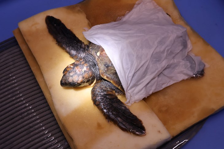 (Foto: Aquarium Pula)