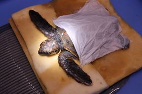 (Foto: Aquarium Pula)