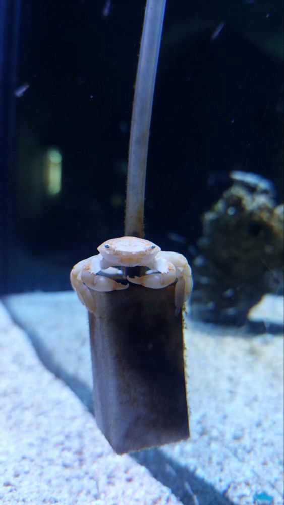 (Foto: Aquarium Pula)