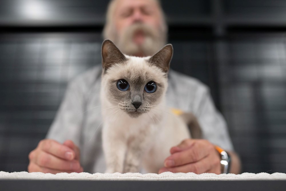 (Pet Almighty photography by Gordana Popović)