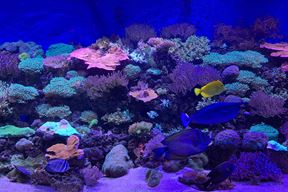 (Snimio Zoran Oljača)