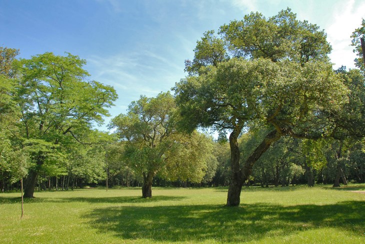 (Arhiva Glasa Istre)