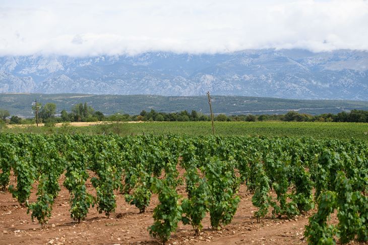 Ilustracija (Snimio Luka Jeličić)