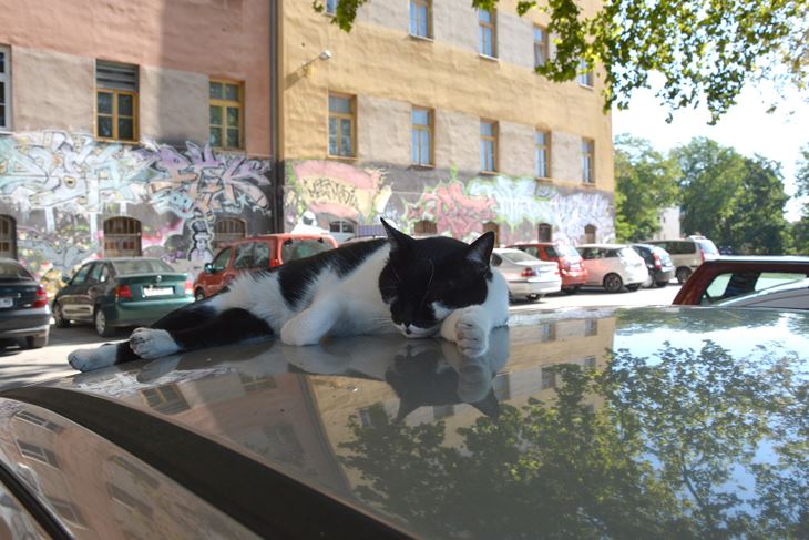 (Arhiva Glasa Istre)