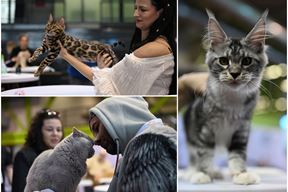 (Foto Pet Almighty by Gordana Popovic)