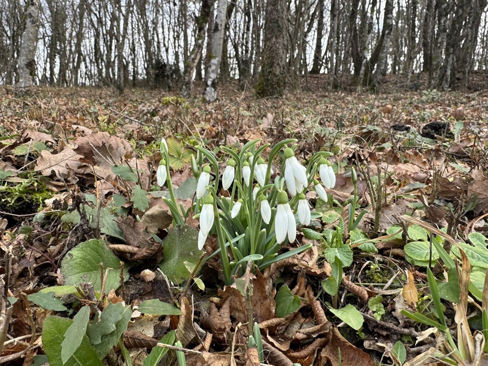 (Snimila Gordana Čalić &Scaron;verko)