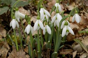 (Snimila Gordana Čalić Šverko)