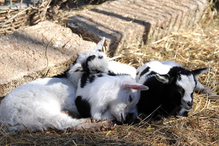 Ilustracija (Arhiva Novog lista)