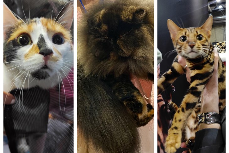 (Snimila Sandra Zrinić Terlević)