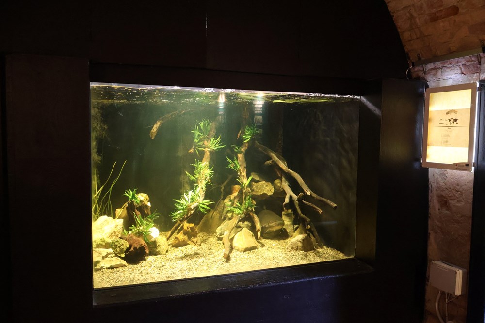 (Foto: Aquarium Pula)