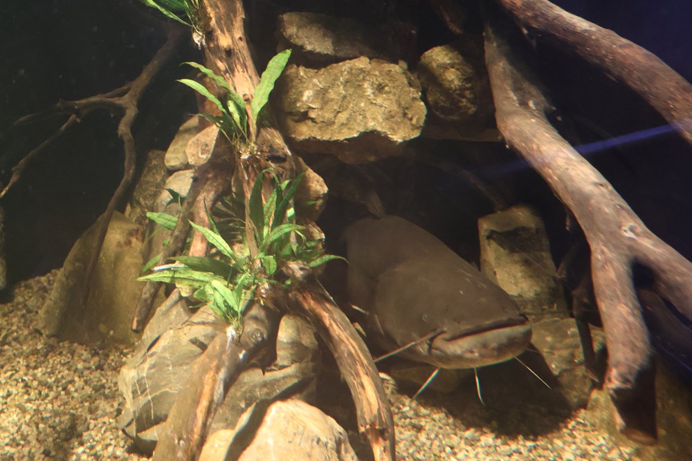 (Foto: Aquarium Pula)