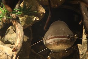 (Foto: Aquarium Pula)