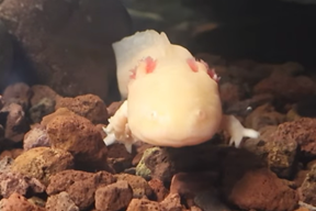 (Foto: Screenshot / Aquarium Pula)