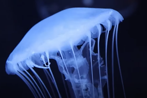 (Foto: Screenshot / Aquarium Pula)