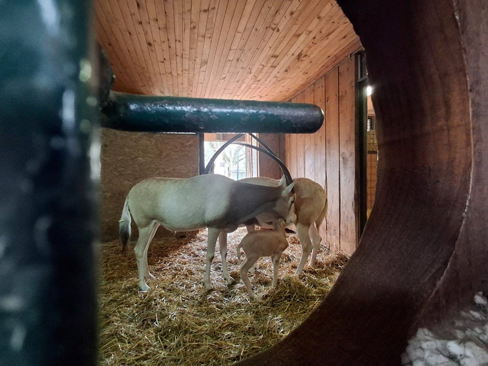 (Foto Zoolo&scaron;ki vrt Zagreb)