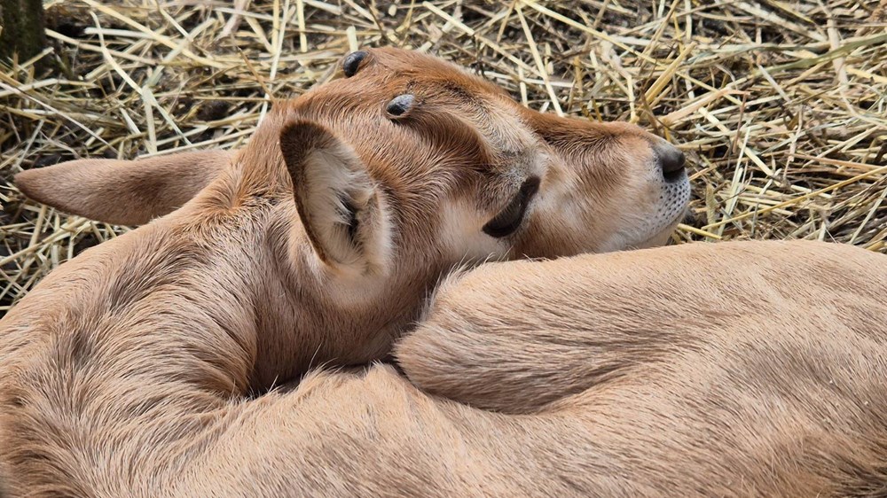 (Foto Zoolo&scaron;ki vrt Zagreb)