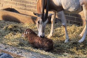 (Foto Zoološki vrt Zagreb)
