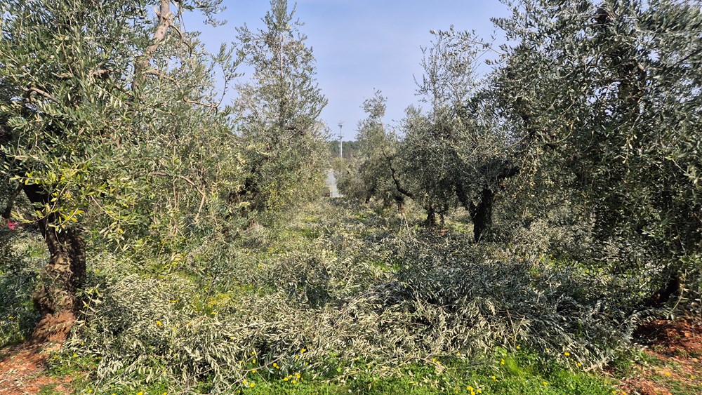 (Foto Institut za poljoprivredu i turizam)