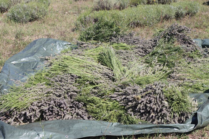 Ilustracija (Snimio Asim Čabaravdić)