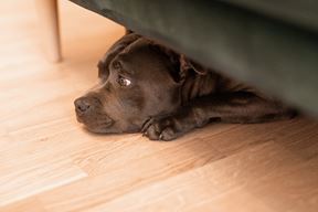 (Foto Prijatelji životinja)