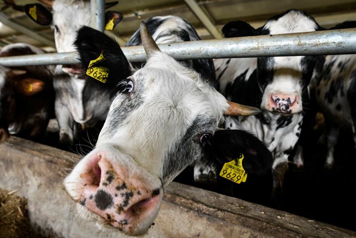 Ilustracija (Snimila Sandra Šimunović / Pixsell)