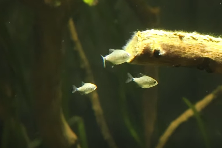 (Foto: Screenshot / Aquarium Pula)