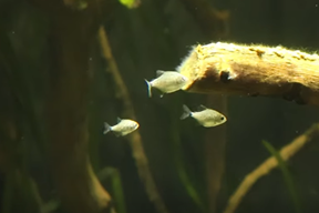 (Foto: Screenshot / Aquarium Pula)