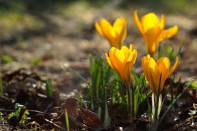 Ilustracija (Pexels)