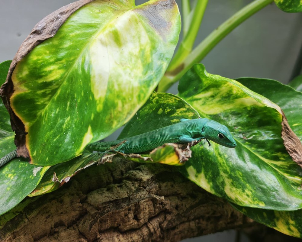 (Foto: Zoolo&scaron;ki vrt Grada Zagreba)