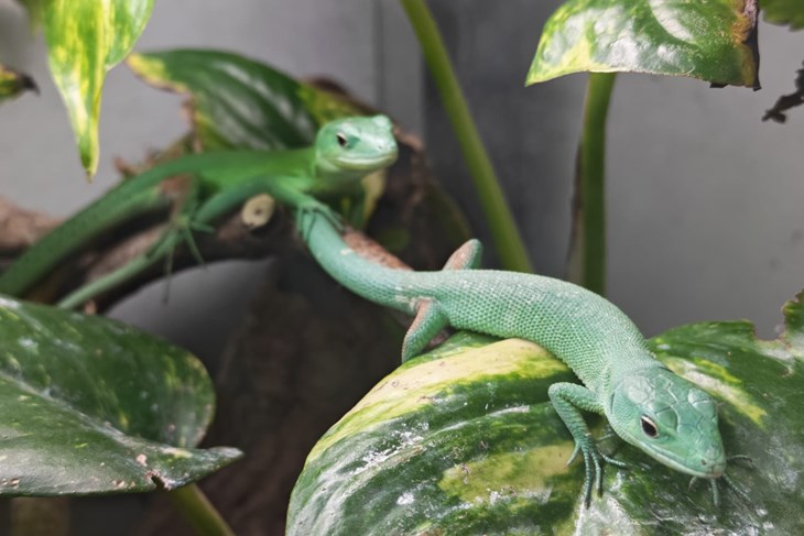 (Foto: Zoološki vrt Grada Zagreba)