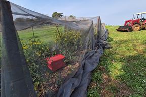 (Foto: Institut za poljoprivredu i turizam Poreč)
