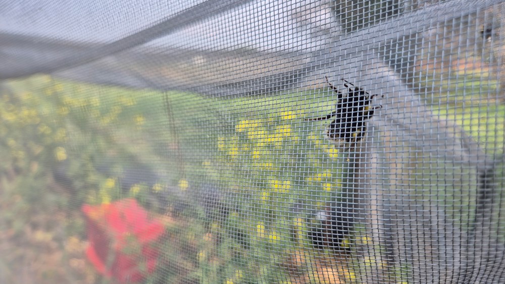 (Foto: Institut za poljoprivredu i turizam Poreč)