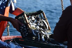 Ilustracija (Snimio Hrvoje Jelavić / Pixsell)