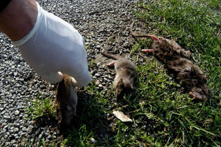 (Arhiva Glasa Istre)