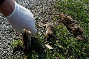 (Arhiva Glasa Istre)