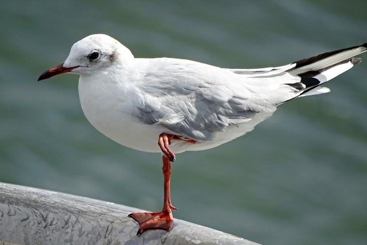 Ilustracija (Pixabay)