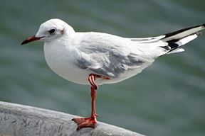 Ilustracija (Pixabay)