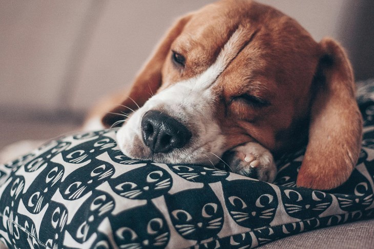 Ilustracija (Pexels)