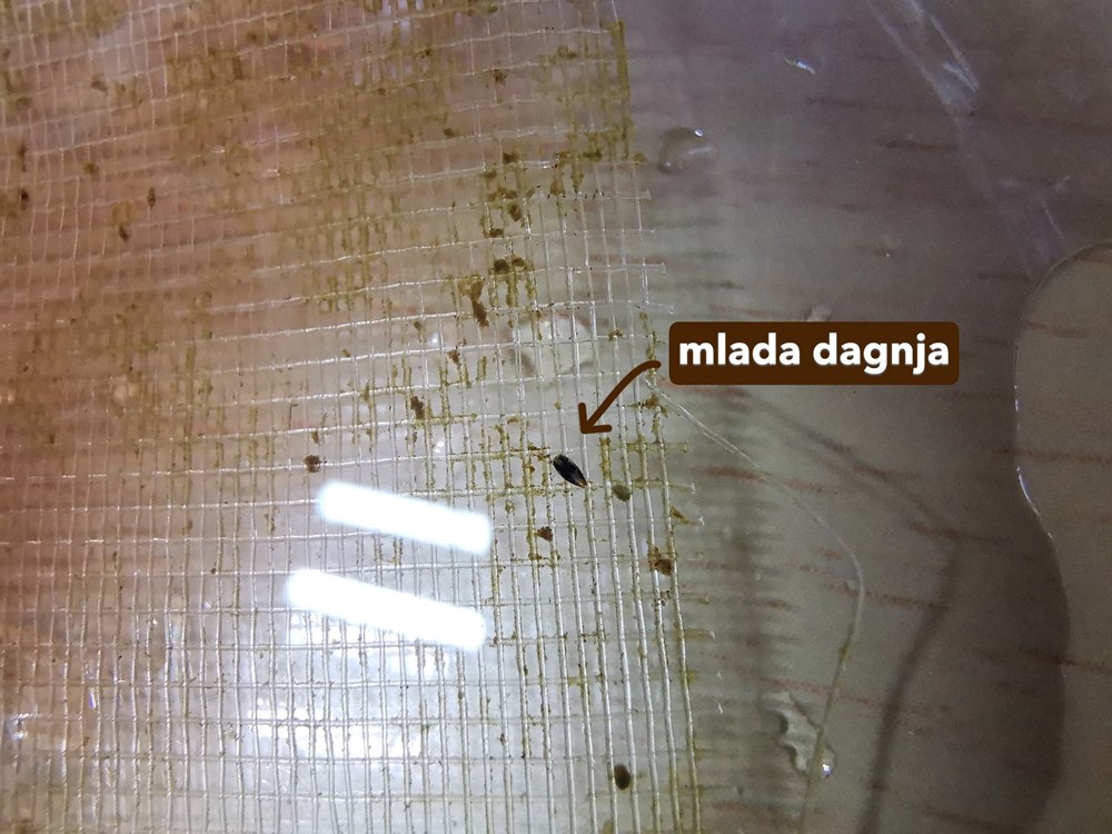 (Foto: Aquarium Pula)