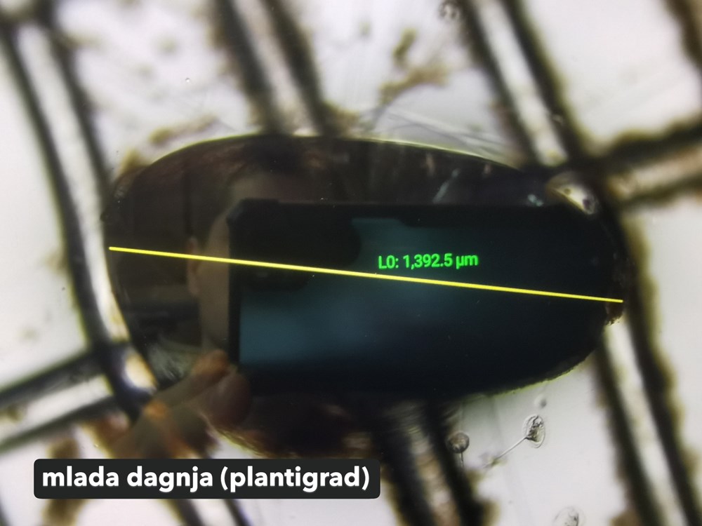 (Foto: Aquarium Pula)